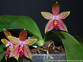 Photo : Phalaenopsis Princess Kaiulani
