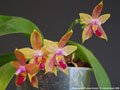 Photo : Phalaenopsis Princess Kaiulani