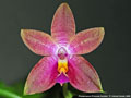 Photo : Phalaenopsis Princess Kaiulani