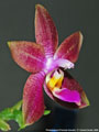 Photo : Phalaenopsis Princess Kaiulani