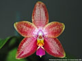 Photo : Phalaenopsis Princess Kaiulani