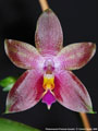 Photo : Phalaenopsis Princess Kaiulani