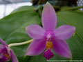 Photo : Phalaenopsis violacea