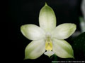 Photo : Phalaenopsis violacea