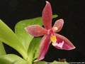 Photo : Phalaenopsis Datu Chan San-chang