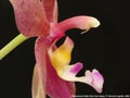 Photo : Phalaenopsis Datu Chan San-chang