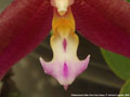 Photo : Phalaenopsis Datu Chan San-chang