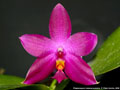 Photo : Phalaenopsis violacea