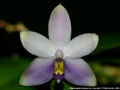 Photo : Phalaenopsis violacea