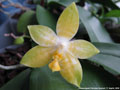 Photo : Phalaenopsis Princess Kaiulani