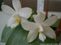 Photo : Phalaenopsis violacea