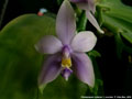 Photo : Phalaenopsis violacea