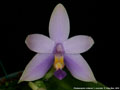Photo : Phalaenopsis violacea