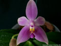 Photo : Phalaenopsis violacea