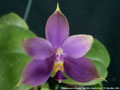 Photo : Phalaenopsis violacea