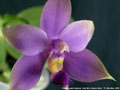 Photo : Phalaenopsis violacea