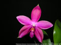 Photo : Phalaenopsis Germaine Vincent