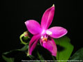 Photo : Phalaenopsis Germaine Vincent