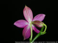 Photo : Phalaenopsis Germaine Vincent