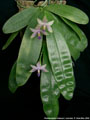 Photo : Phalaenopsis violacea