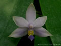 Photo : Phalaenopsis violacea