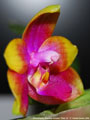 Photo : Phalaenopsis Princess Kaiulani