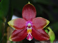 Photo : Phalaenopsis Princess Kaiulani