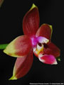 Photo : Phalaenopsis Princess Kaiulani