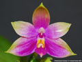 Photo : Phalaenopsis Gersenii