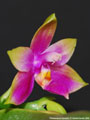 Photo : Phalaenopsis Gersenii