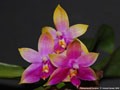 Photo : Phalaenopsis Gersenii