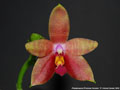 Photo : Phalaenopsis Princess Kaiulani