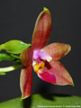 Photo : Phalaenopsis Princess Kaiulani