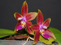 Photo : Phalaenopsis Princess Kaiulani