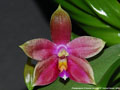 Photo : Phalaenopsis Princess Kaiulani
