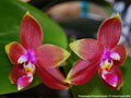 Photo : Phalaenopsis Princess Kaiulani