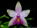 Photo : Phalaenopsis violacea