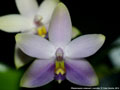 Photo : Phalaenopsis violacea