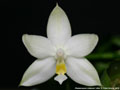 Photo : Phalaenopsis violacea