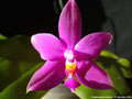 Photo : Phalaenopsis violacea