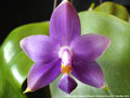 Photo : Phalaenopsis violacea