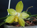 Photo : Phalaenopsis Princess Kaiulani