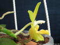 Photo : Phalaenopsis Princess Kaiulani