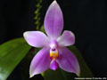 Photo : Phalaenopsis violacea