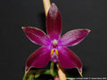 Photo : Phalaenopsis Corning's Violet