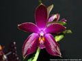 Photo : Phalaenopsis Corning's Violet