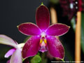 Photo : Phalaenopsis Corning's Violet