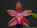 Photo : Phalaenopsis Corning's Violet