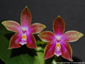 Photo : Phalaenopsis Corning's Violet