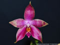 Photo : Phalaenopsis Princess Kaiulani